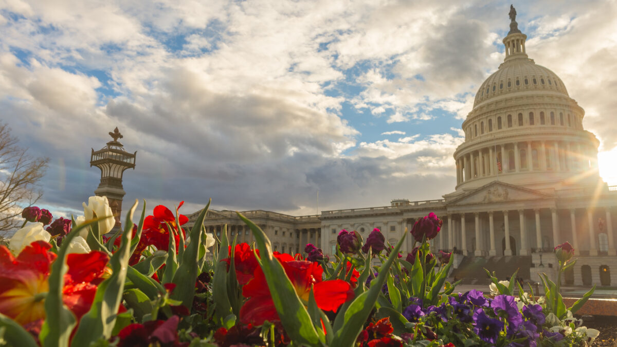 Congressional hearing, Medicare fraud, hospice fraud, spring in bloom at US capitol